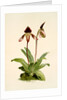 Cypripedium (hybridum) castleanum by F. Sander