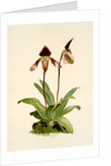 Cypripedium (hybridum) castleanum by F. Sander