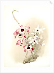 Dendrobium (hybridum) venus; Dendrobium (hybridum) cassiope by F. Sander