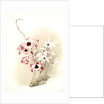 Dendrobium (hybridum) venus; Dendrobium (hybridum) cassiope by F. Sander