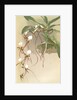 Angraecum caudatum by F. Sander