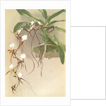 Angraecum caudatum by F. Sander