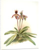 Cypripedium oenanthum superbum by F. Sander