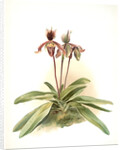 Cypripedium oenanthum superbum by F. Sander