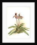Cypripedium oenanthum superbum by F. Sander