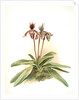 Cypripedium oenanthum superbum by F. Sander