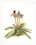 Cypripedium oenanthum superbum by F. Sander