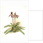 Cypripedium oenanthum superbum by F. Sander