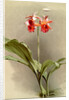 Phaius hybridus cooksonii by F. Sander