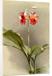 Phaius hybridus cooksonii by F. Sander