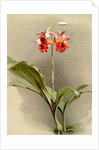 Phaius hybridus cooksonii by F. Sander