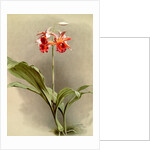 Phaius hybridus cooksonii by F. Sander