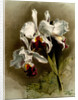 Cattleya mendellii var measuresiana by F. Sander