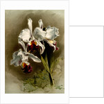 Cattleya mendellii var measuresiana by F. Sander