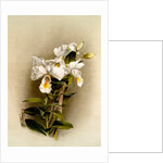 Dendrobium formosum by F. Sander