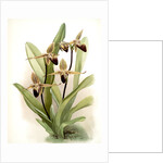 Cypripedium rothschildianum by F. Sander