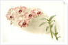 Dendrobium phalaenopsis var by F. Sander