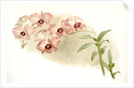 Dendrobium phalaenopsis var by F. Sander