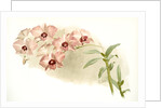 Dendrobium phalaenopsis var by F. Sander