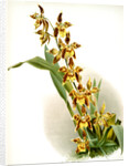 Odontoglossum luteo-purpureum prionopetalum by F. Sander