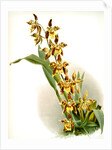 Odontoglossum luteo-purpureum prionopetalum by F. Sander