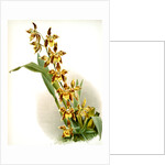 Odontoglossum luteo-purpureum prionopetalum by F. Sander