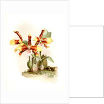 Odontoglossum grande by F. Sander