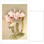 Cattleya labiata var luedemanniana by F. Sander