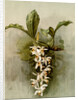 Coelogyne swaniana by F. Sander