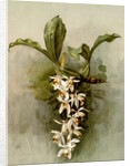 Coelogyne swaniana by F. Sander