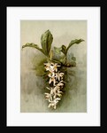 Coelogyne swaniana by F. Sander