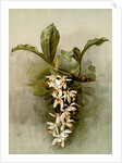 Coelogyne swaniana by F. Sander