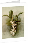 Coelogyne swaniana by F. Sander