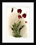 Masdevallia harryana splendens by F. Sander
