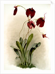Masdevallia harryana splendens by F. Sander