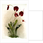 Masdevallia harryana splendens by F. Sander
