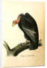 Californian Turkey Vulture by John James Audubon