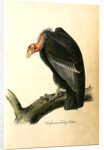 Californian Turkey Vulture by John James Audubon