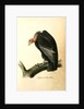 Californian Turkey Vulture by John James Audubon