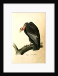 Californian Turkey Vulture by John James Audubon