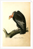Californian Turkey Vulture by John James Audubon