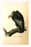 Californian Turkey Vulture by John James Audubon