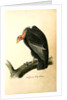 Californian Turkey Vulture by John James Audubon