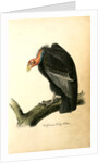 Californian Turkey Vulture by John James Audubon