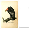 Californian Turkey Vulture by John James Audubon