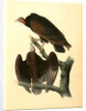 Red-headed Turkey Vulture by John James Audubon