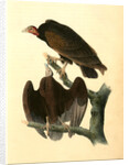 Red-headed Turkey Vulture by John James Audubon