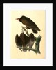 Red-headed Turkey Vulture by John James Audubon