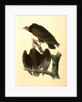 Red-headed Turkey Vulture by John James Audubon