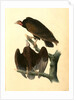 Red-headed Turkey Vulture by John James Audubon